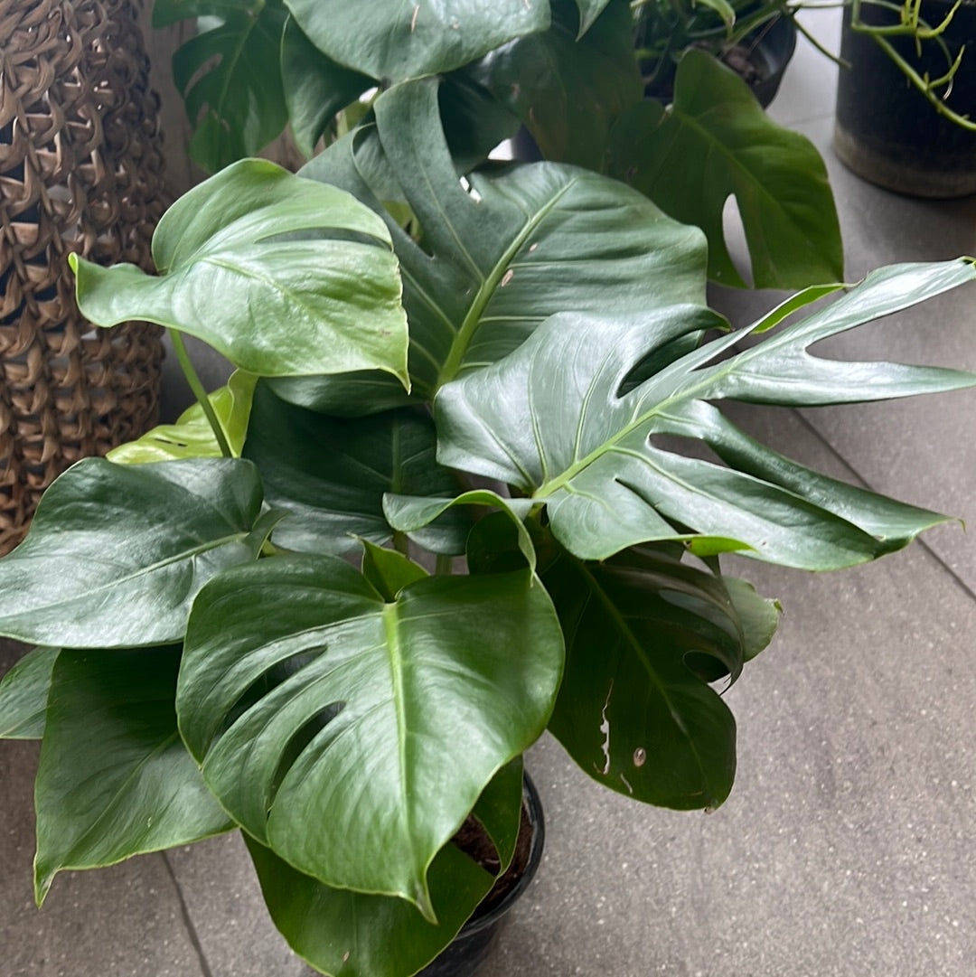 Planta Monstera Mediana