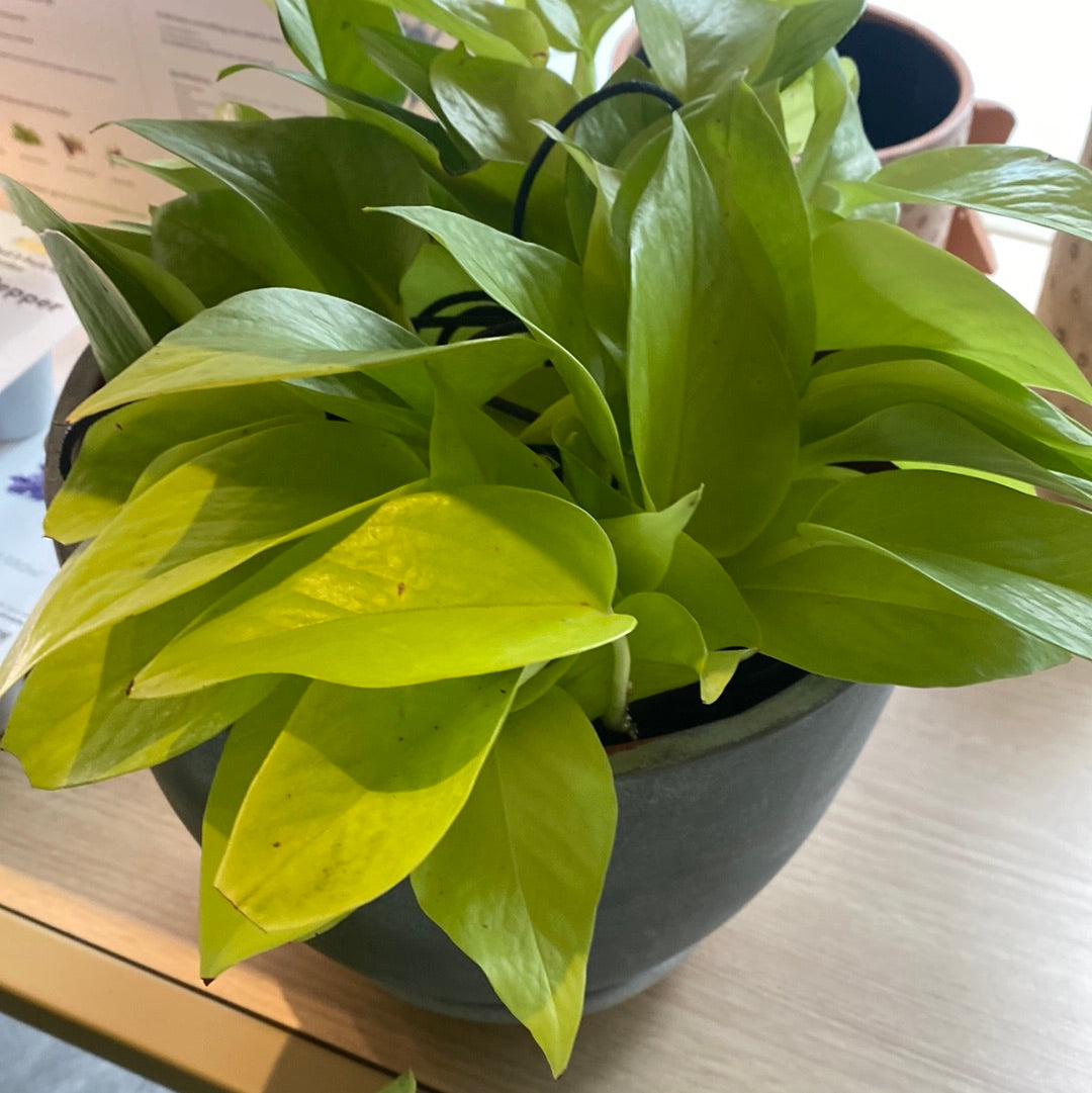 Planta Neon Pothos