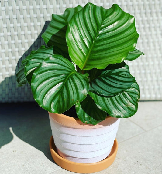 PLANTA CALATHEA ORBIFOLIA S