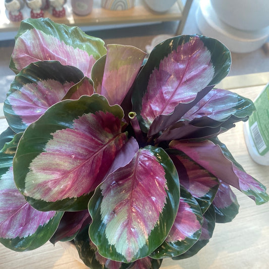 Planta Calathea Pink Star