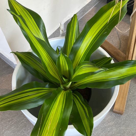 Planta Dracaena Tornado