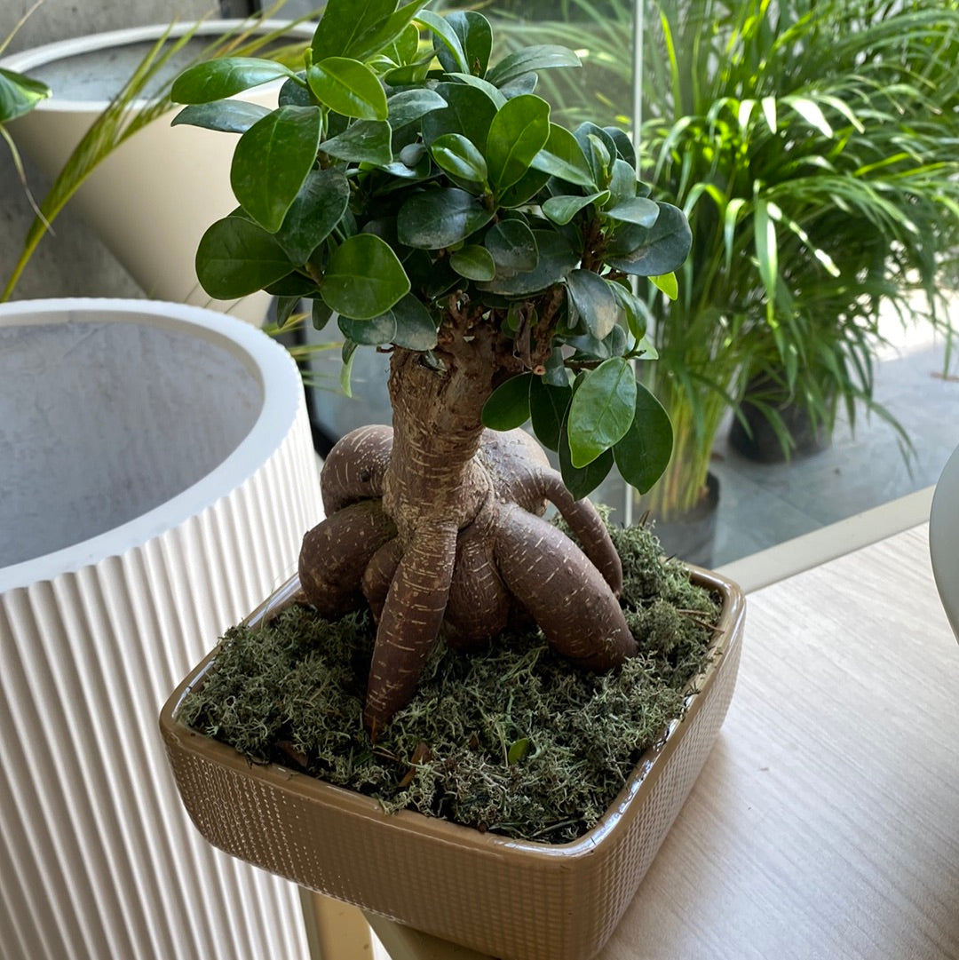 Planta Bonsai Exotico