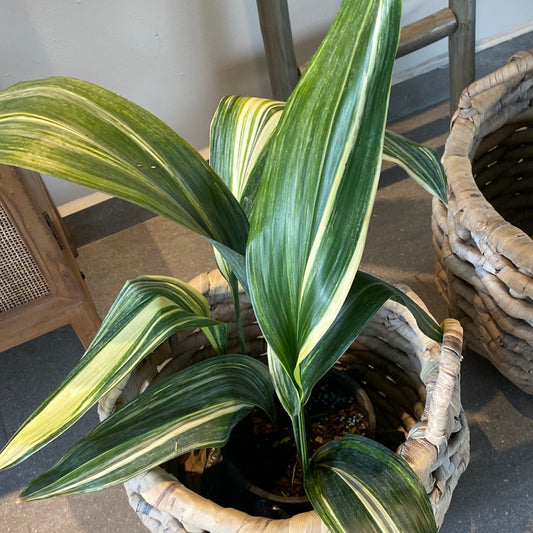 Planta Aspidistra Variegada