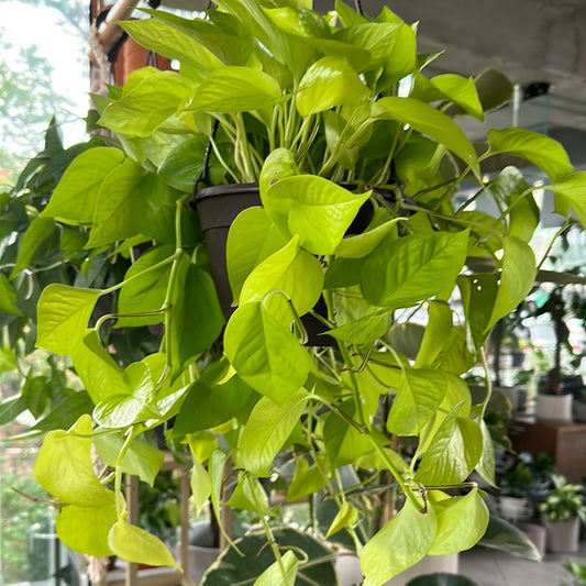 Planta Pothos Neon Colgante