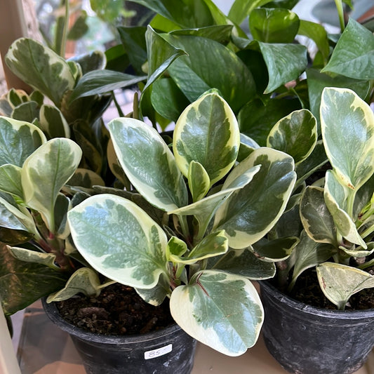 Planta Peperomia Variegada Grande