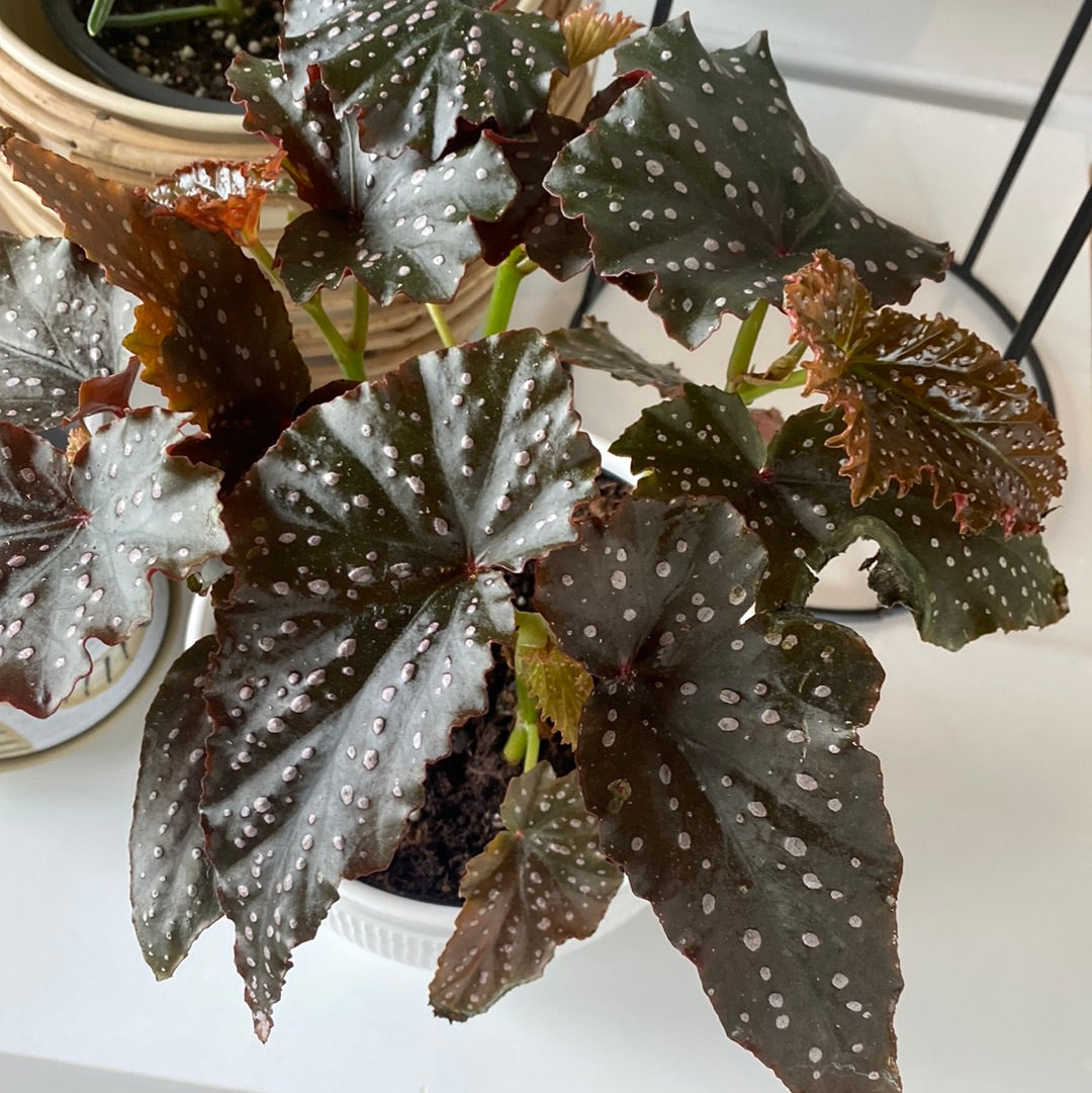 Planta Begonia Chica